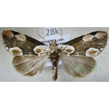 Thyatira batis (Linnaeus, 1758) Plamówka malinówka Czech28k